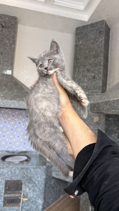 Mushuk bolalari sotiladi Fold продается кошки фолд