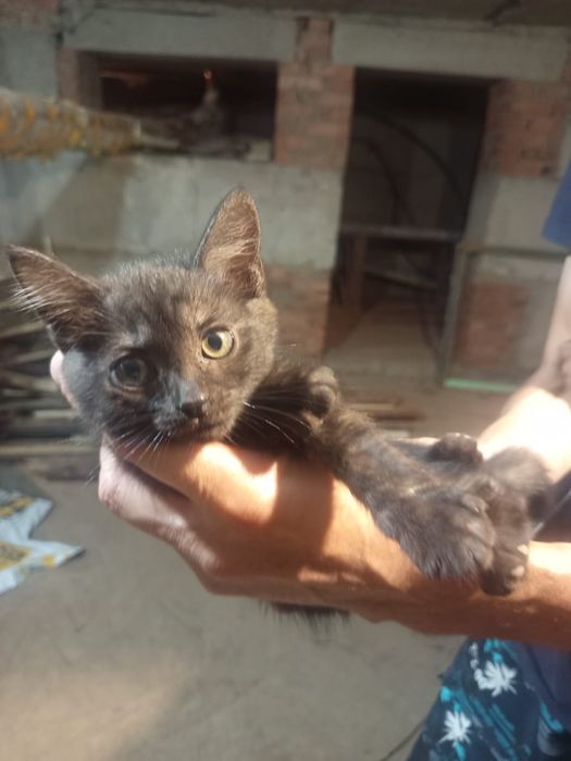 Ищут дом котятки