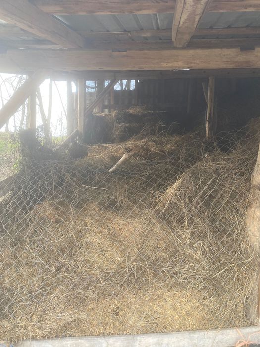 Lucerna vrac si baloti de vanzare