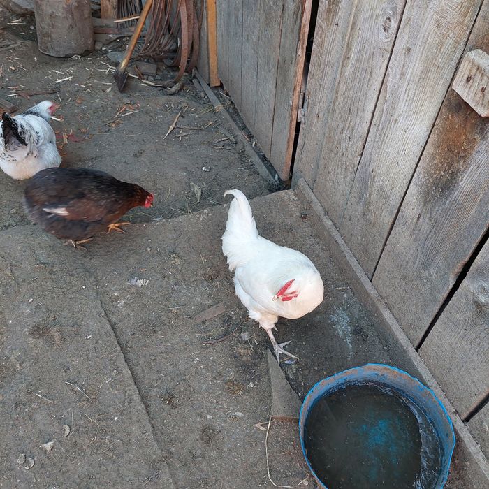 Cocoș diferite rase 70 lei