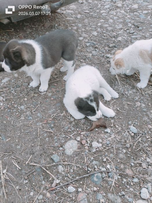 Шеньки Алабай  2 месяца