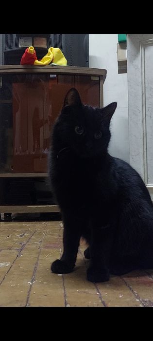 Кошка ищет семью и дом