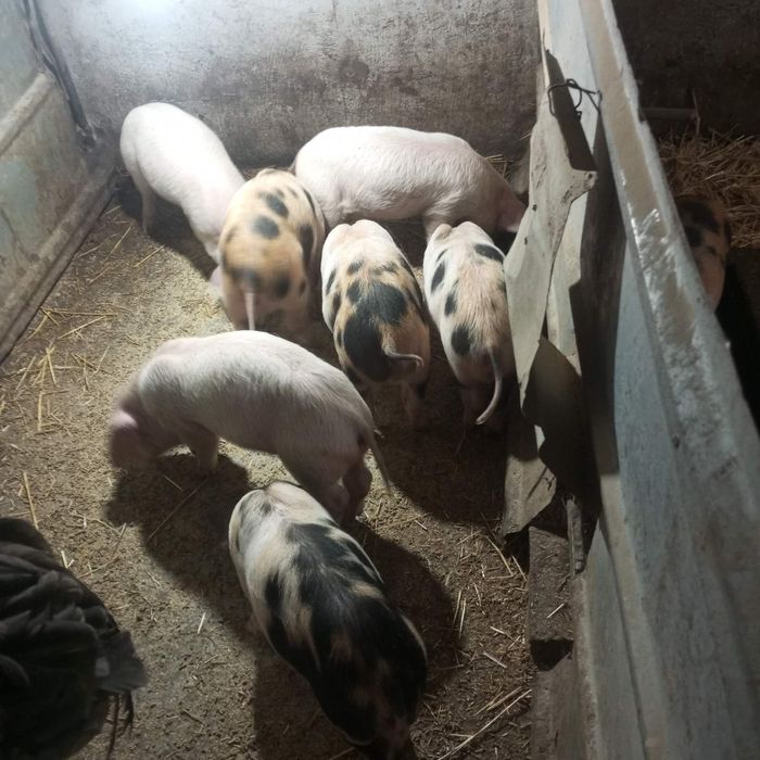 Малки прасенца и заплодена свиня.