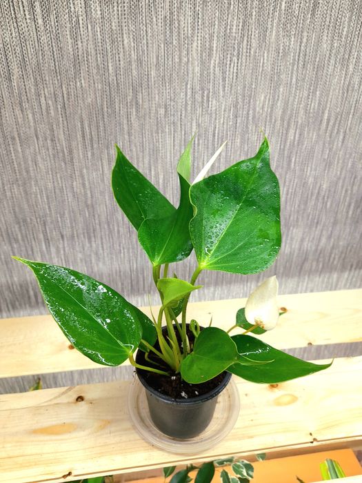 Продам Антуриум Адрианум