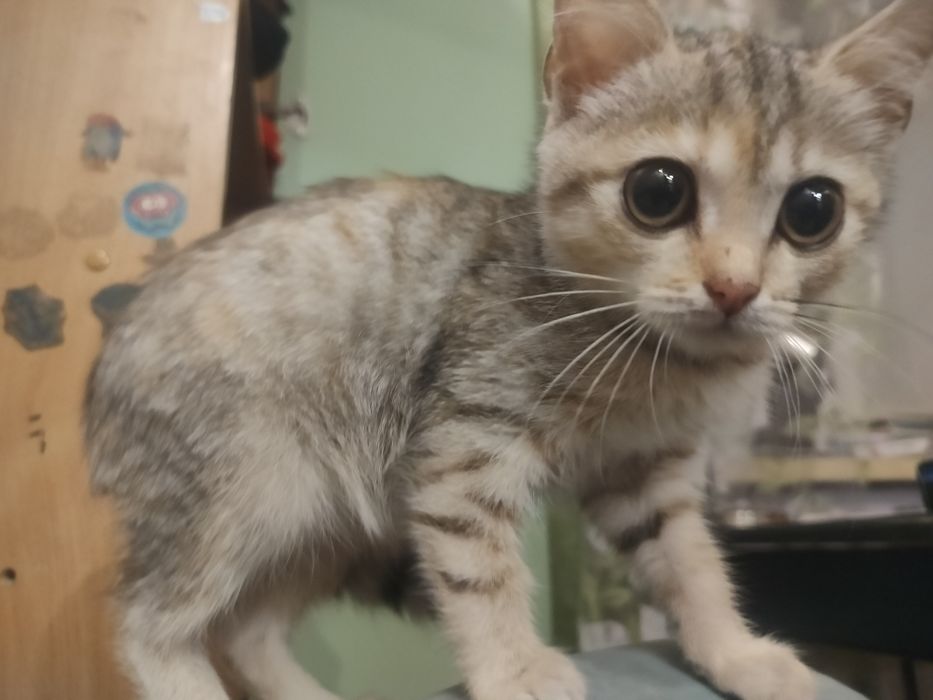 Кошечка трёхцветная