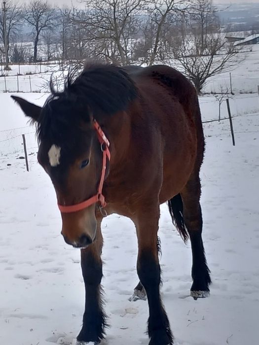 Se vinde mânză la alegere!!! Capu Câmpului
