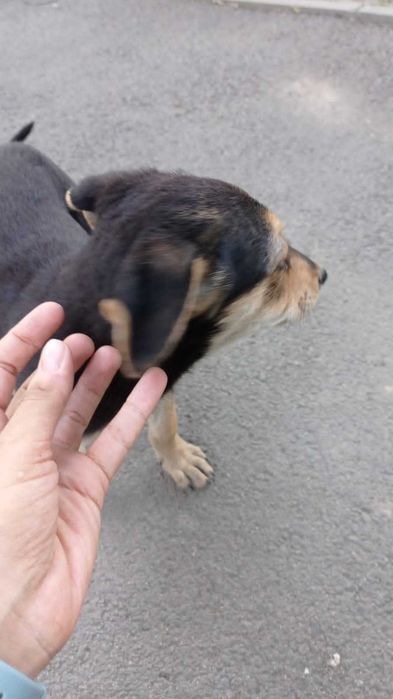 Щенок в добрые руки