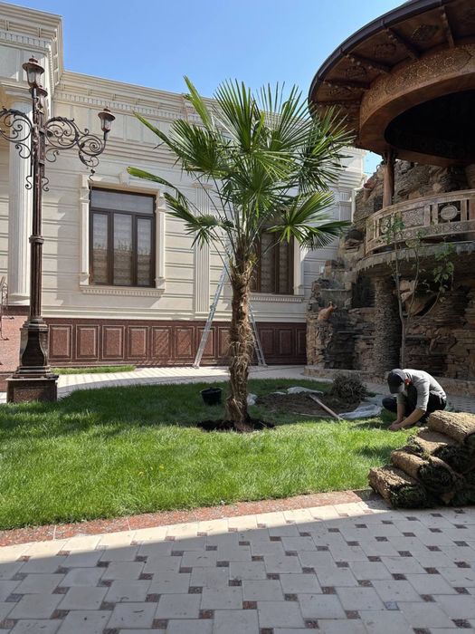 Rulon gazon Samarkand