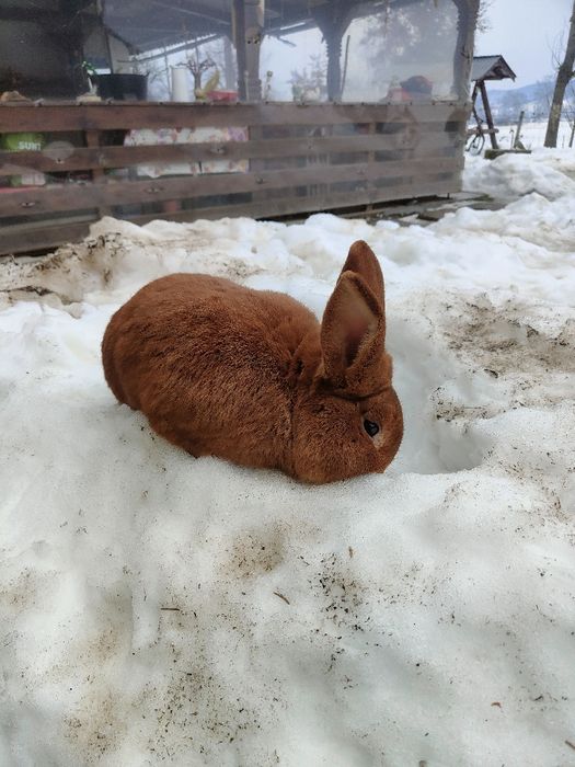 Vând cotoc Neolandez Roșu