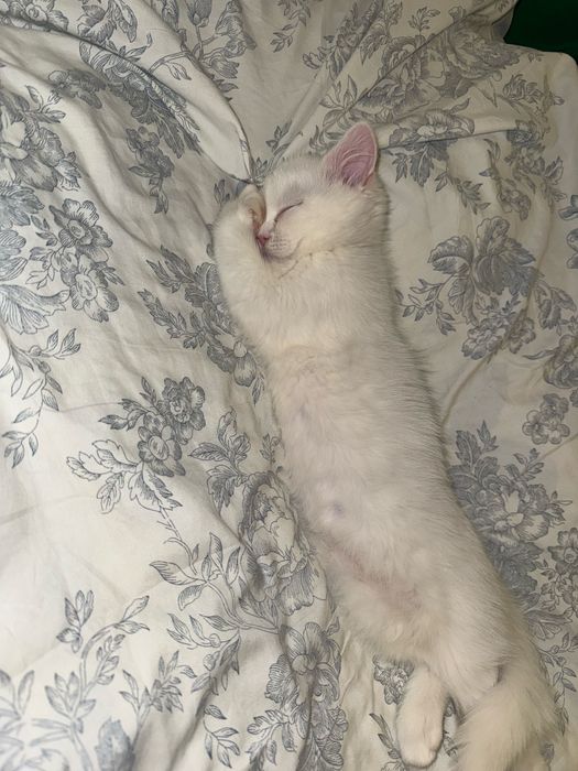 британская короткошёрстная