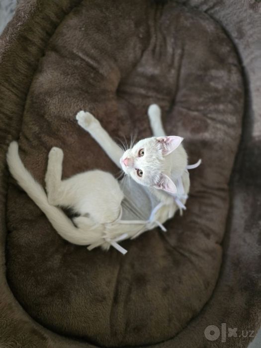Кошечка, 6 месяцев, белый окрас