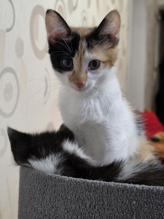 Отдам котят в доброе руки