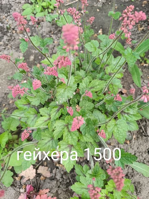 Продам хосты разный