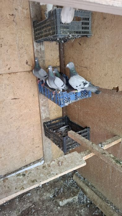 Почтовые голуби чехи