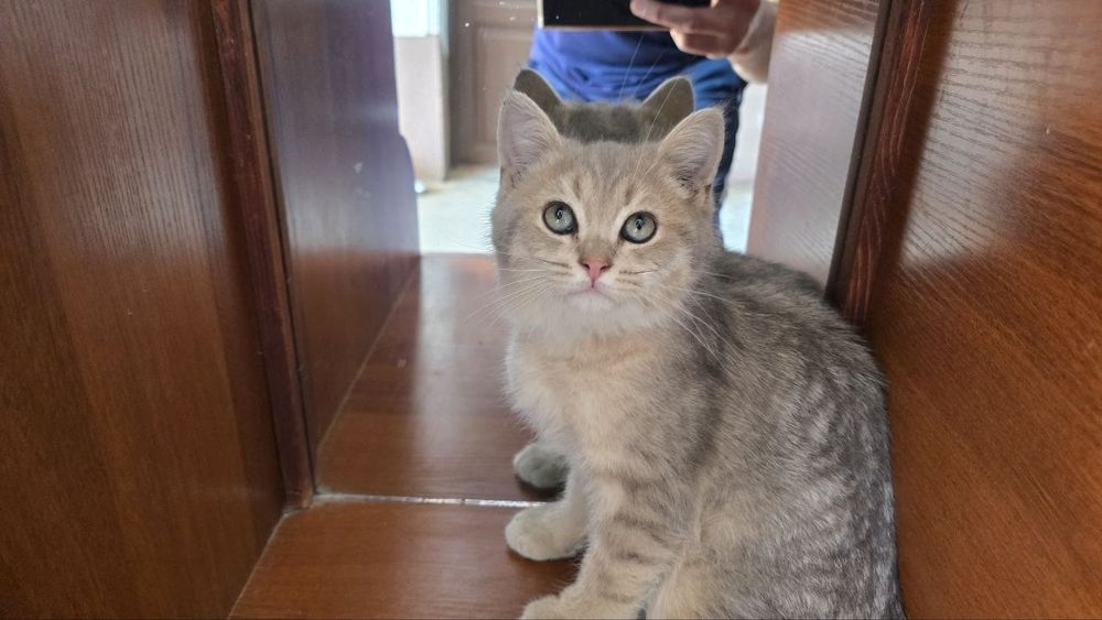 Продается котенок