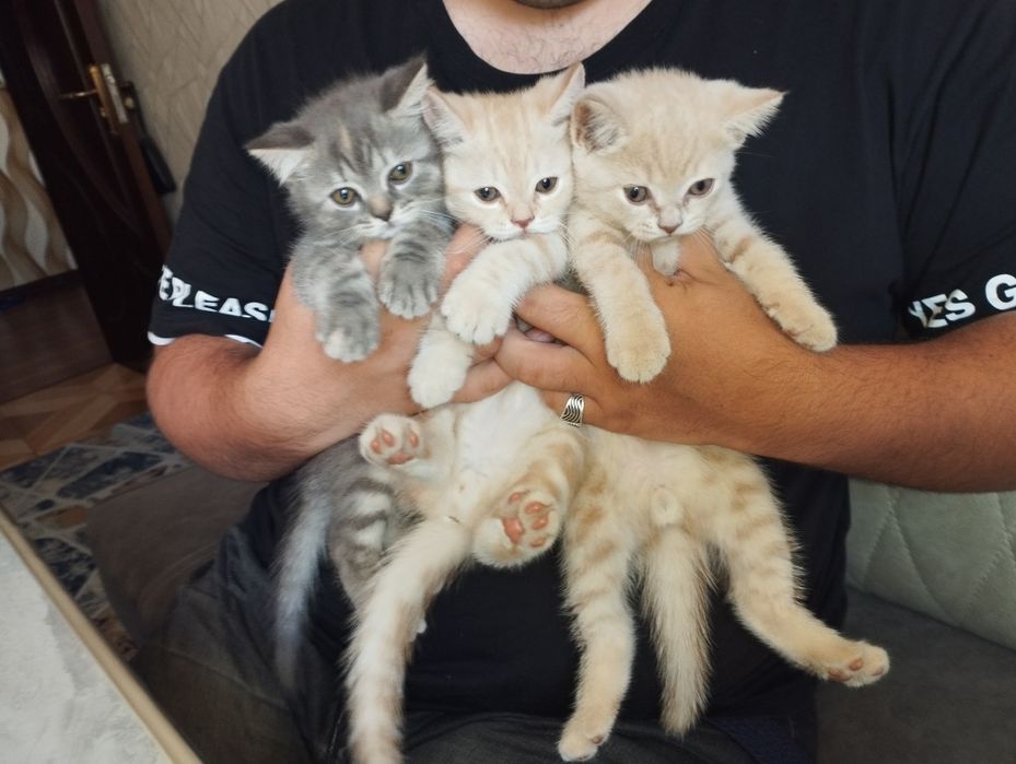 Чистокровный Шатланский скотиш страйт  от правильной вязки.