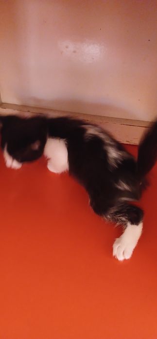 Котята добрые руки.