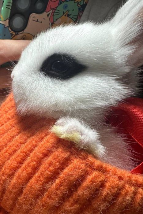 Кролики декоративные