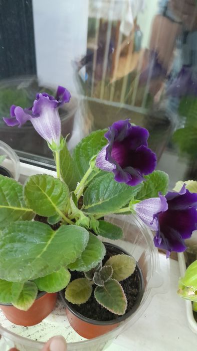 Продам, глоксиния