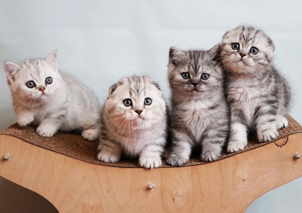Шотландские чудо-котята!!)