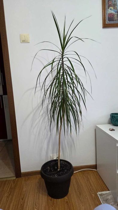 Dracaena marginata (arborele dragon) – plantă decorativă de interior
