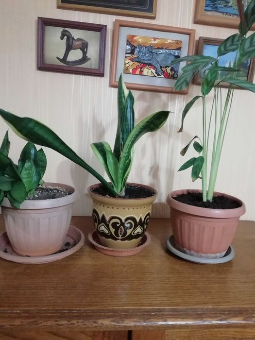 Продам комнатные растения