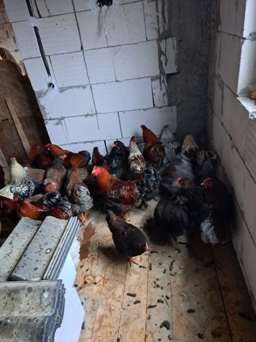 Găini de vanzare wiandote