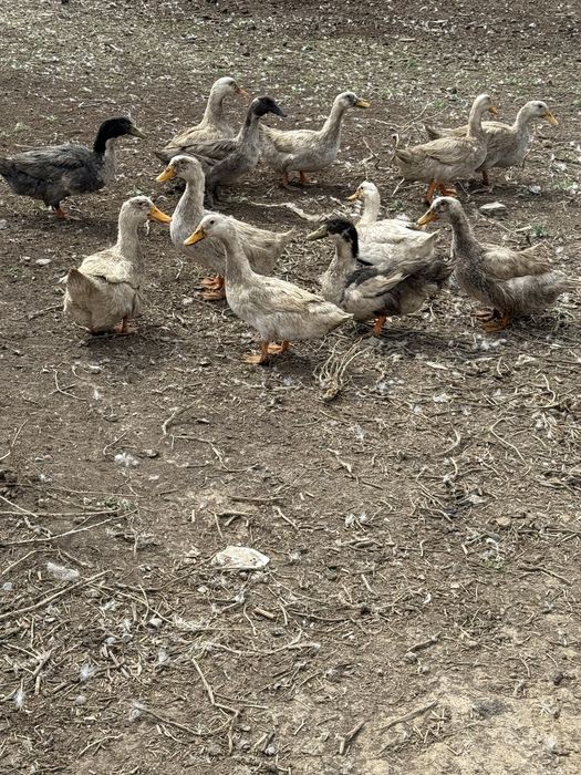 Продам утки 5000 торг есть