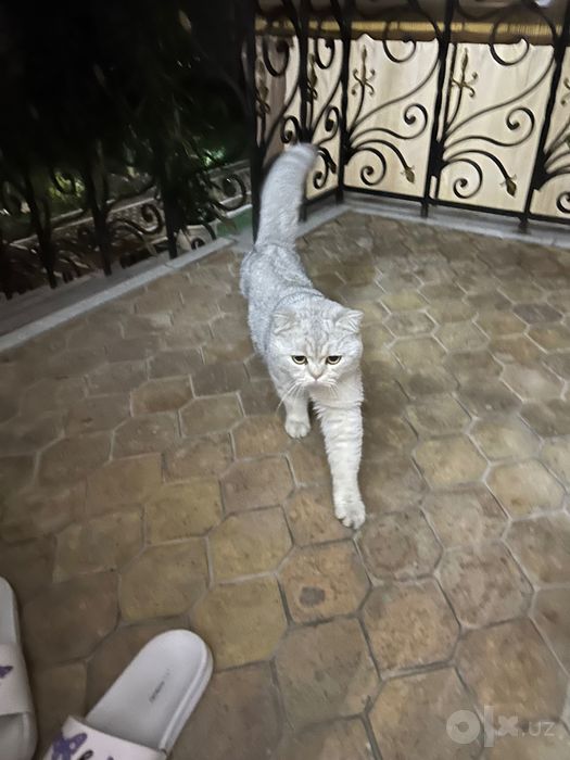 Продаю кота Британца