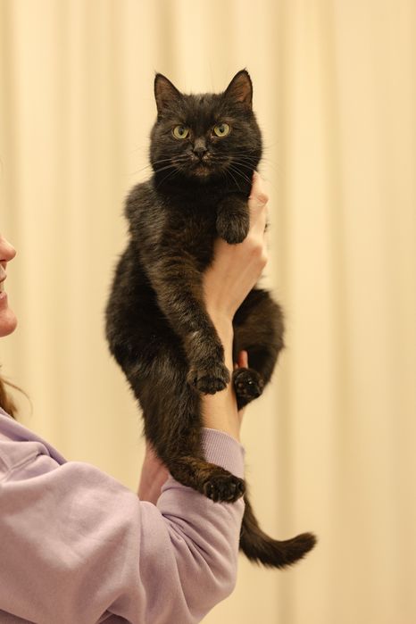 Кошка в поиске дома