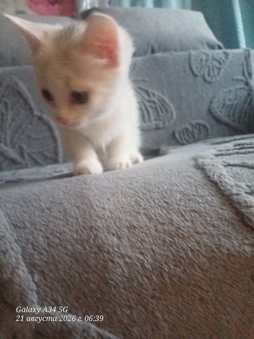 Отдам котенка к лотку приучин