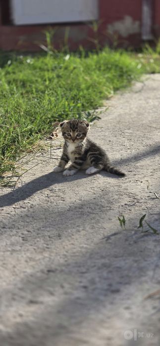 Продаются смешанные вислоухие
