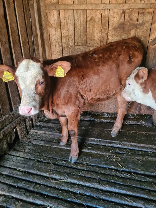 Vand 2 vitele baltate