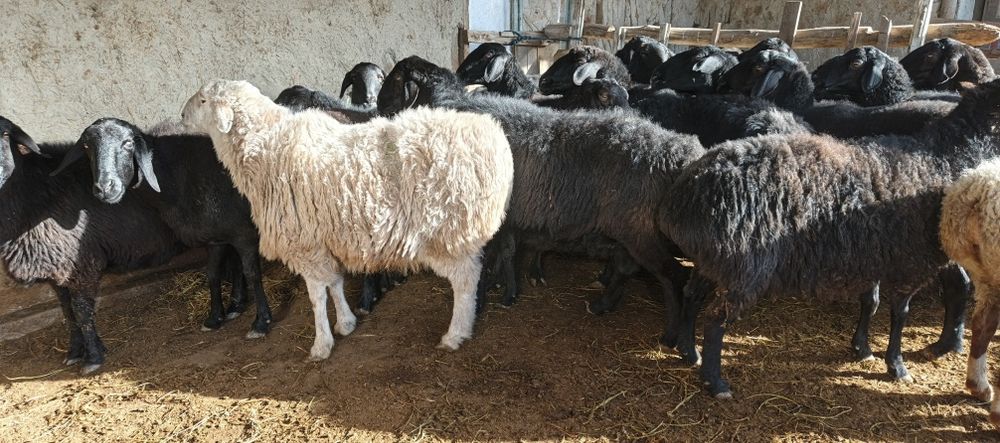 Xisori bugʻoz egiz tugʻadigan qoʻylar sotiladi