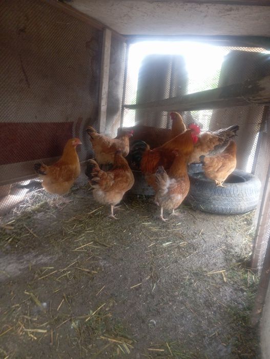 Кучин тауктар  Кучинский Кури продаётся