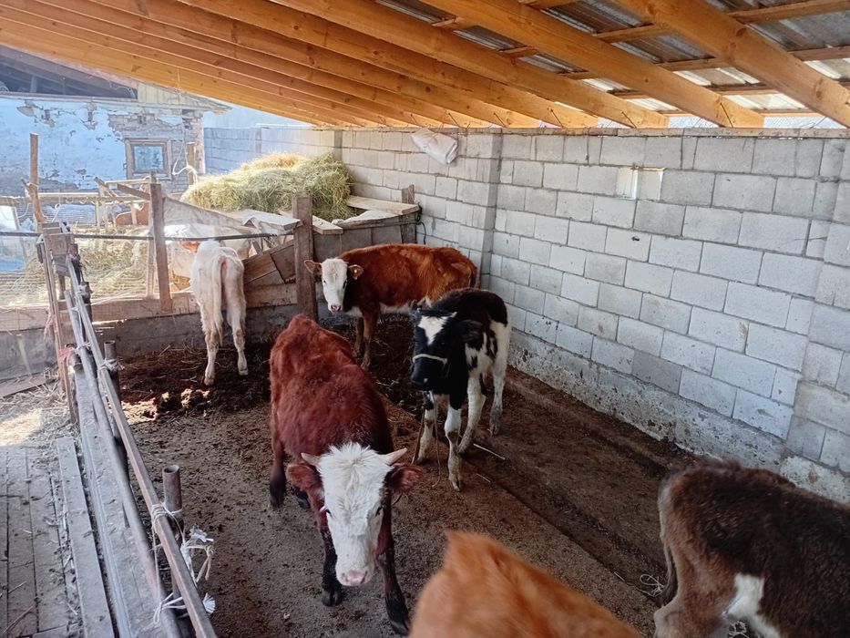 Ургашы бузалар сатылады