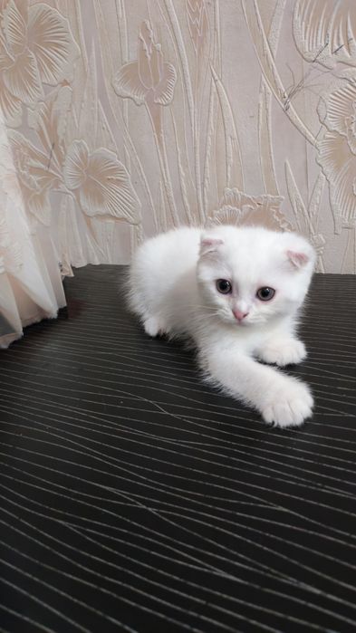 Скоттиш. Фолд. 2.ойлик. Мушук. Боласи  ақилли.