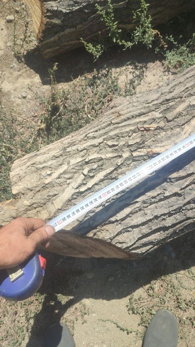 Стволы грецкого ореха