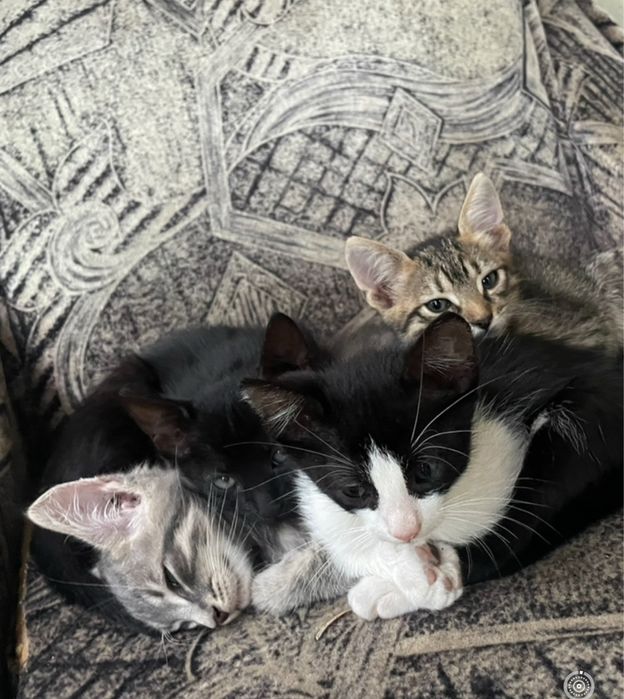 Dau pisicute spre adoptie