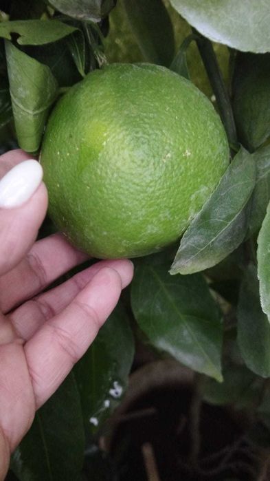 Лимон с плодами плюс подарок