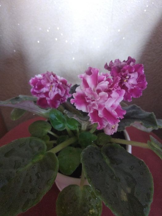 Живые цветы фиалки