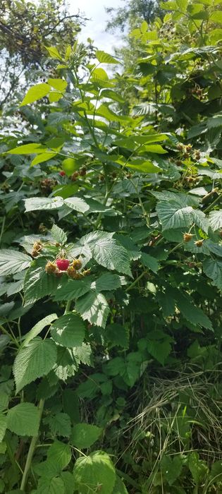 Продам дачу, в районе Каменское плато
