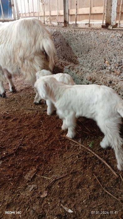 Экиз болали эчки сотилади семиз соглом хонаки сифатли йош хурон зур!!!