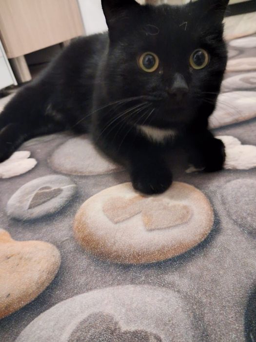 Кот мальчик в добрые руки