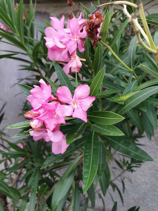 ПРОМОЦИЯ Зокум / Олеандър