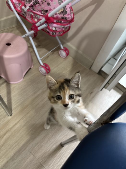 Бесплатно! Котенок 3месяца.