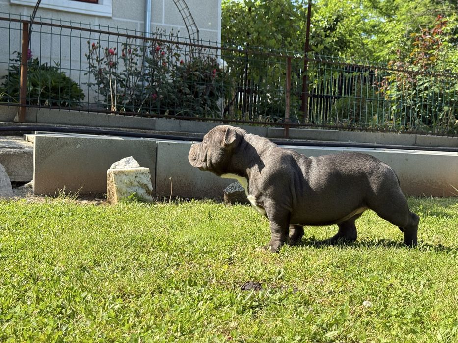 Vand femela american bully pocket