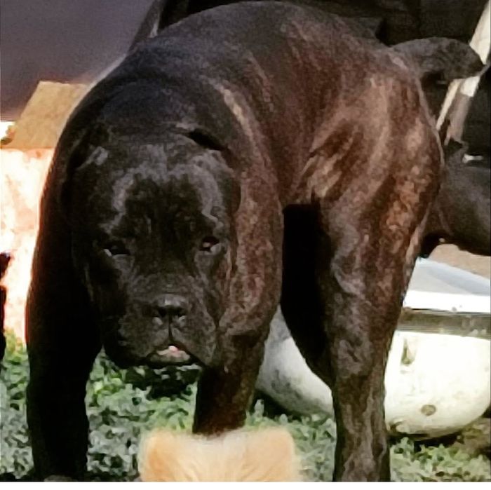 Кане Корсо  Итальянской мастиф