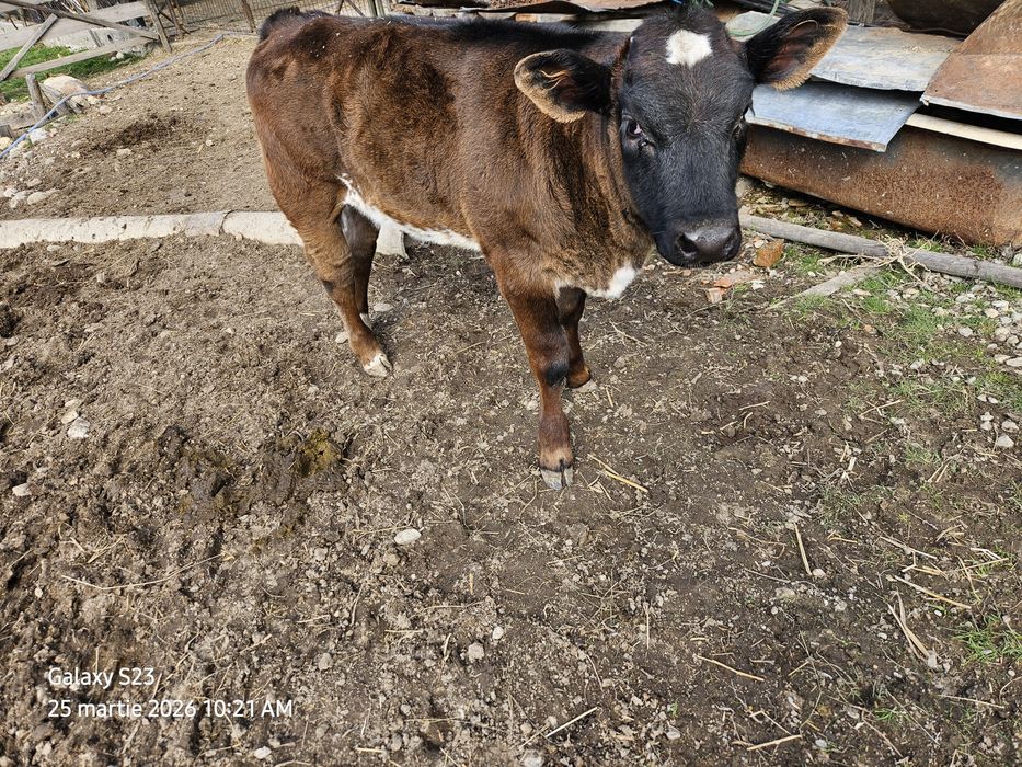Vitea bruna, rasa mixta