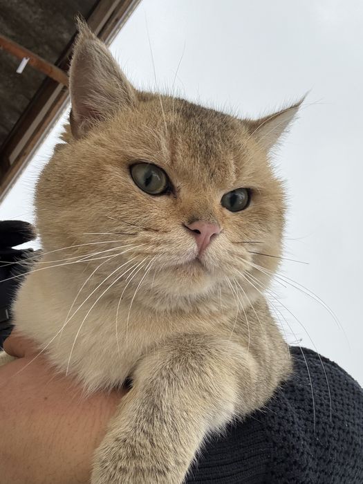 Mushuk britan oroginali sotaman srochno